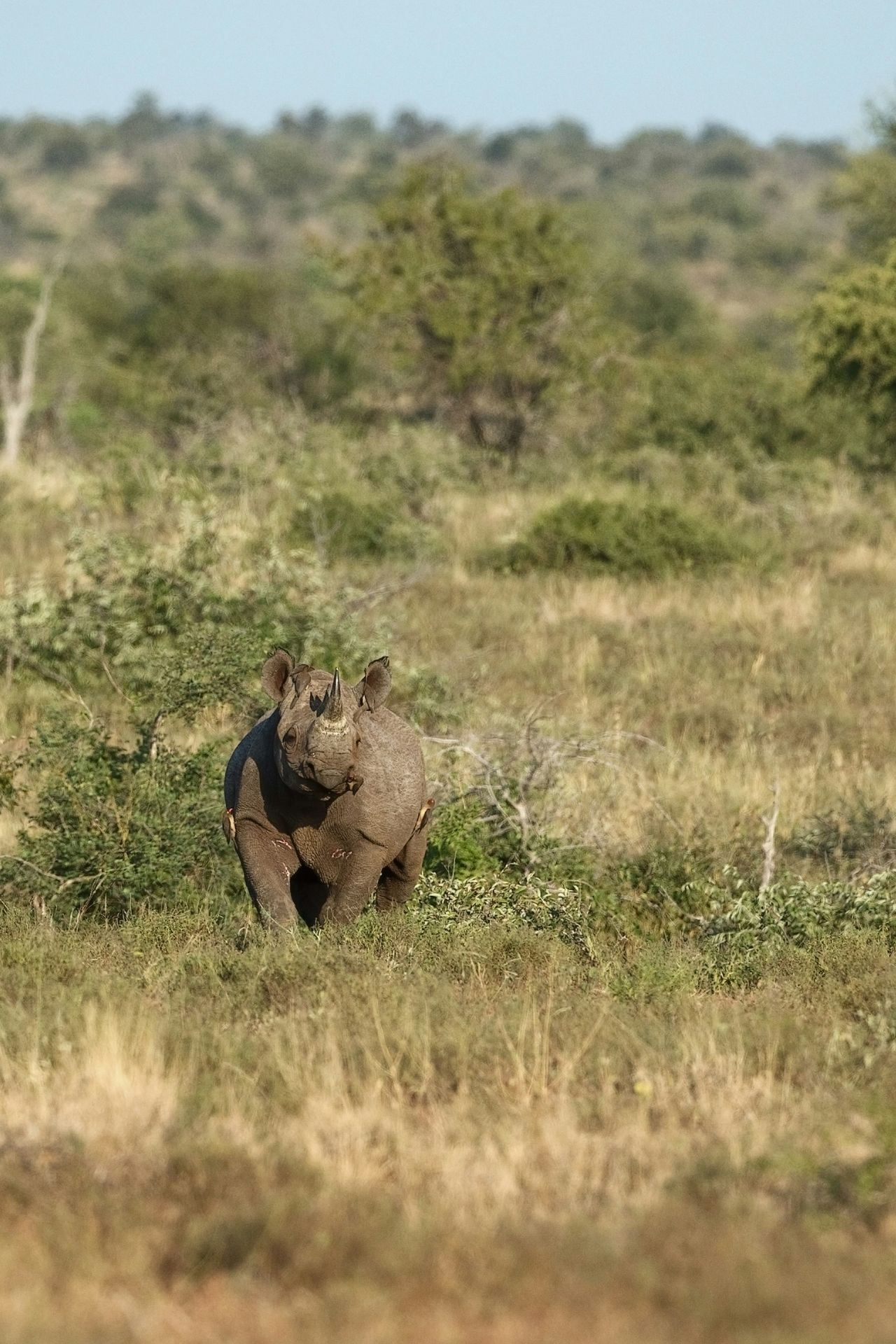 Visit the Waterberg with ARCH tours to see black rhino's in Namibia Visit the Waterberg to see black rhino's in Namibia